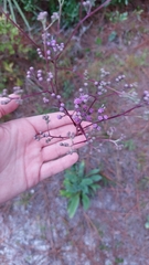 Carphephorus odoratissimus