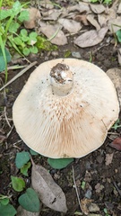 Lactarius