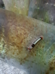 Lymantriinae