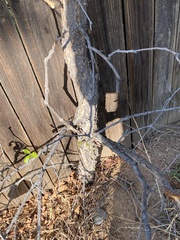 Quercus gambelii