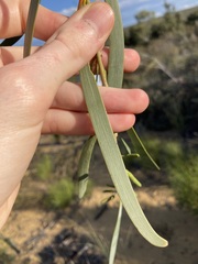 Acacia signata