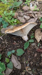 Lactarius