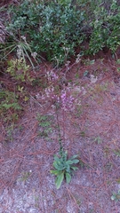 Carphephorus odoratissimus