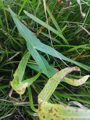Sagittaria sagittifolia