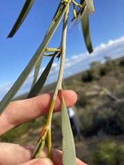 Acacia signata