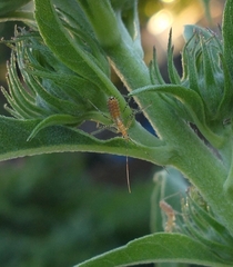 Zelus renardii