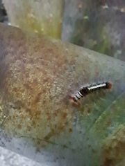Lymantriinae
