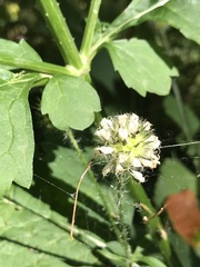 Dipsacus pilosus