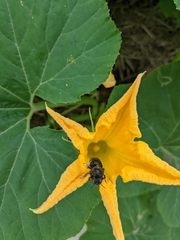 Xylocopa tabaniformis parkinsoniae