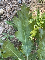 Quercus gambelii