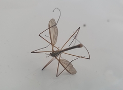 Tipula paludosa