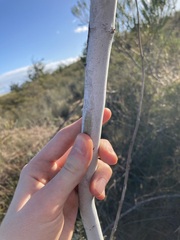 Acacia signata