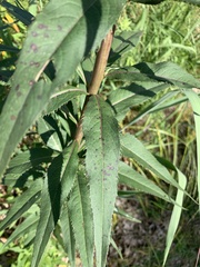 Vernonia fasciculata