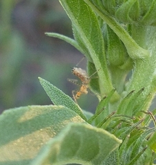 Zelus renardii