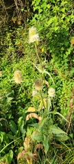 Dipsacus laciniatus