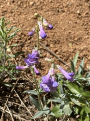 Penstemon virens