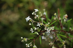 Zieria laxiflora