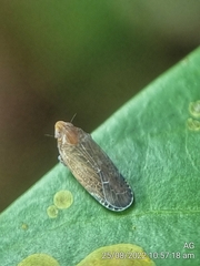 Plectoderini
