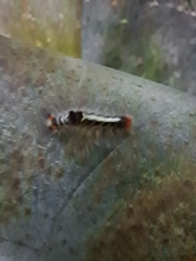 Lymantriinae