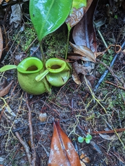 Nepenthes ampullaria