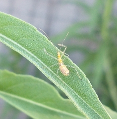 Zelus renardii