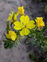 Oenothera parviflora