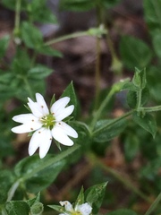 Stellaria dichotoma