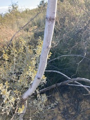 Acacia signata
