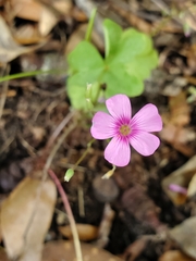 Oxalis articulata