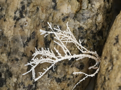 Corallina officinalis