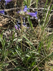 Penstemon virens