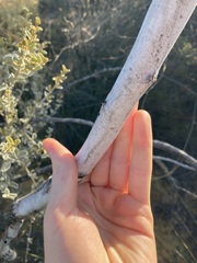 Acacia signata