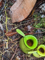 Nepenthes ampullaria