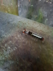 Lymantriinae