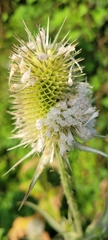 Dipsacus laciniatus