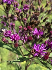 Vernonia fasciculata