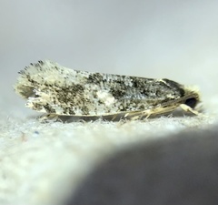 Tineidae