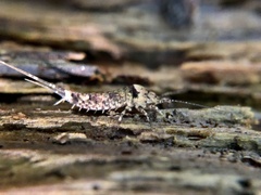 Archaeognatha