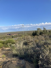 Acacia signata