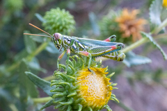 Hesperotettix viridis