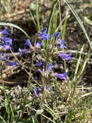 Penstemon virens