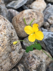 Chelidonium majus