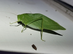 Microcentrum retinerve