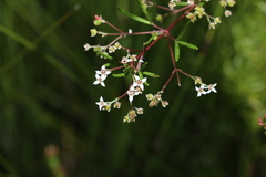 Zieria laxiflora