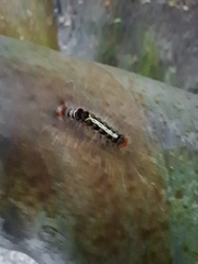 Lymantriinae