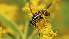 Spilomyia longicornis