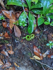 Nepenthes ampullaria