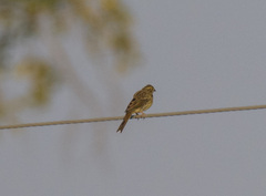 Emberiza citrinella