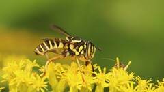 Spilomyia longicornis