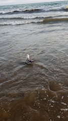 Larus fuscus